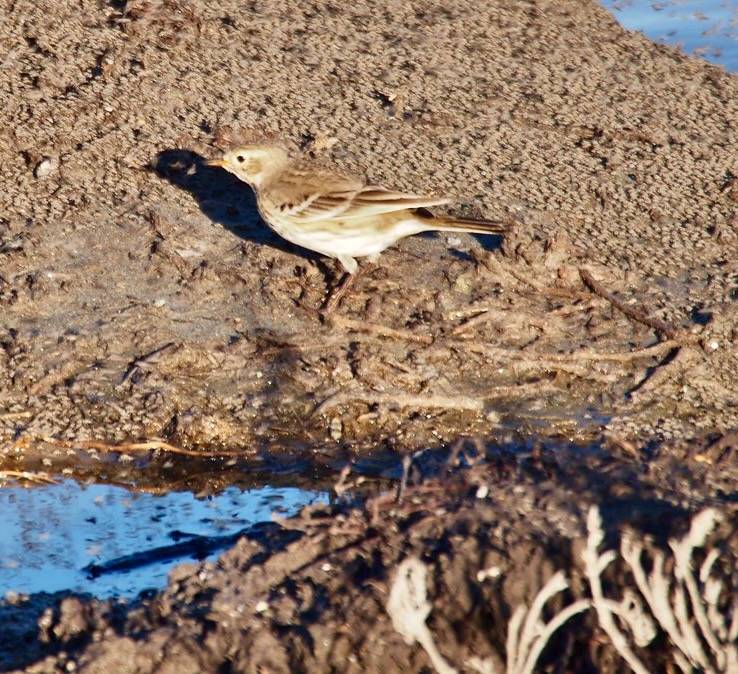 American Pipit, Anthus rubescens by J. Maughn is licensed under CC BY-NC 2.0